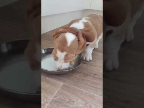 Wilfred the Basset Hound has tie to his ears up to drink