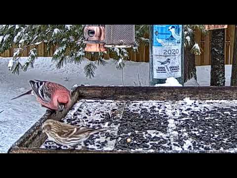 Who was more persistent ????         16 19 20 1 1 23