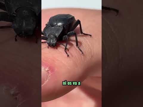 ✅Escarabajo Elodes✅ #naturaleza #animales #documental #escarabajo #curioso #bichos #insectos