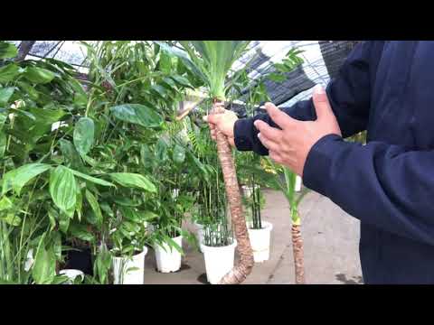 屋外のユッカを適切に維持して現代の景観を向上させるにはどうすればよいでしょうか?  庭園