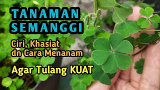 Download lagu YOU MUST KNOW THIS!!! CAN CLOVER PLANTS MAKE A PROFIT? mp3