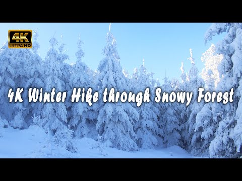 4K Winter Hike through Snowy Forest with Snow Crunch Sound 🍀 Scenic Trails of Russia 🍀 Birdsong 🍀