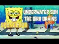 Underwater Sun The Bird Brains