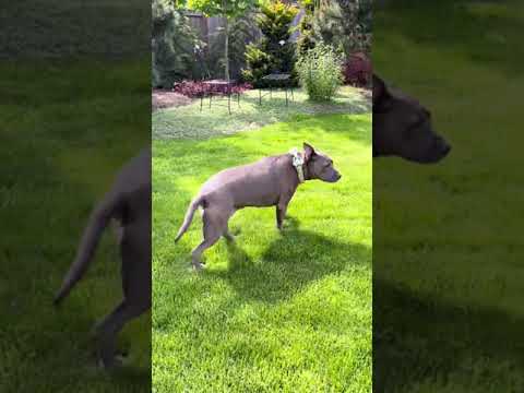 Sick hippo morning routine ️