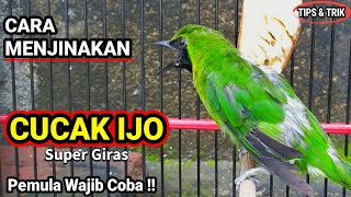 Download lagu How to Tame a Green Magpie Robin Using Forest-Caught Ingredients 🐦 mp3