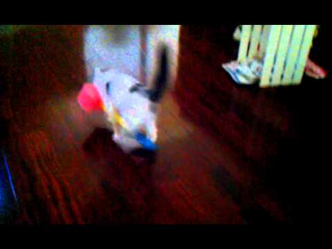 Kitty Cat Plays With A Toy Hammer