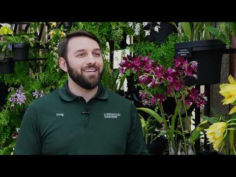 A Tour of our Orchid House with Curator Greg Griffis