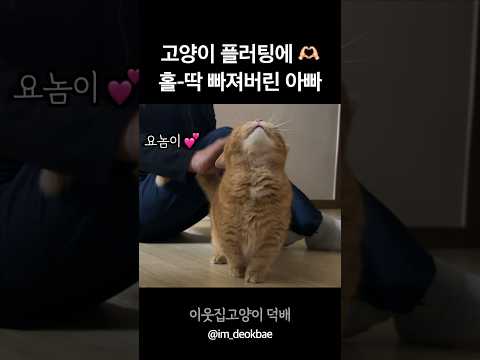 아빠가 고양이 플러팅에 홀딱빠진 이유