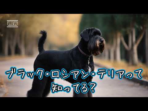 ロシアンブラックテリア