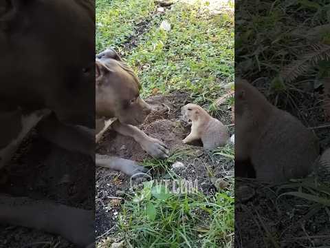Prairie Dog FLIPS OUT On Pitbull 😂🐶