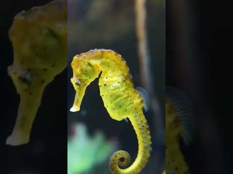 Male seahorse give birth #science #biology #sciencefacts