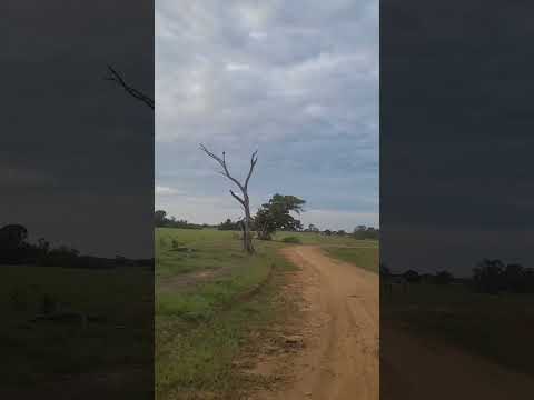 vía a vereda y corregimientos de nechi antioquia #shorts #nechi