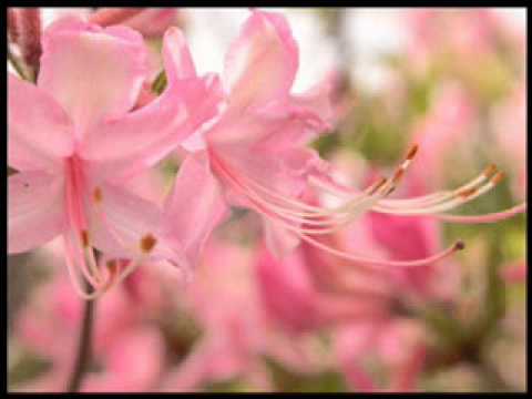 Shoam & Gavriel - Party People (Original Mix)