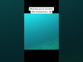 Real Proof That Mermaids Actually Exist ‍ ️ Shorts