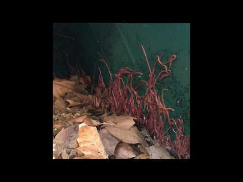 120 degrees and the worms are still here!