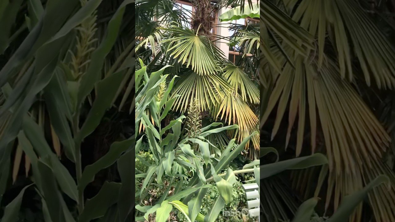 YouTube Short thumbnail