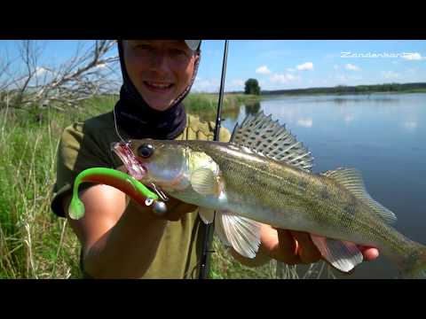Auf Zander an der Oder - Zanderangeln im Sommer im Fluss