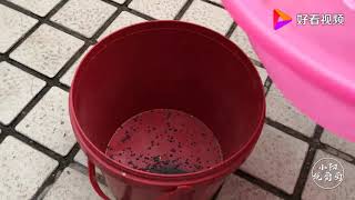 春季盆栽葡萄该怎么管理？农村小伙亲手示范操作