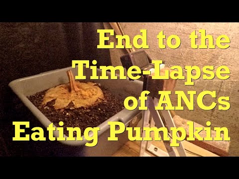 ANC worm bin goes from pumpkin time-lapse to horizontal migration - vermicompost