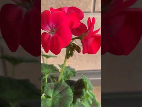 園芸 多年生ゼラニウム、家族の肖像画