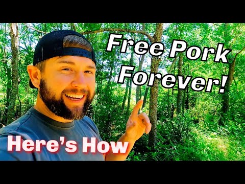 How To Raise Pigs For FREE | Years Worth Of Pork FREE | Survival Prepping For Food Shortages