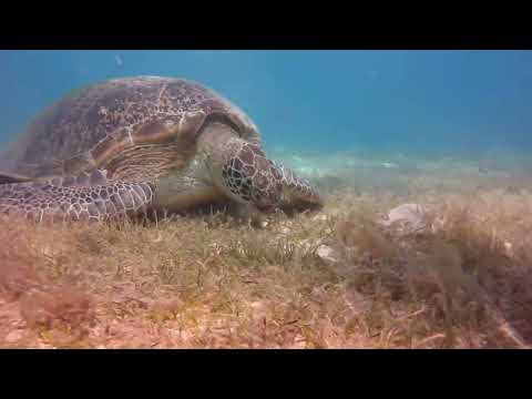 Honu Mini Documentary