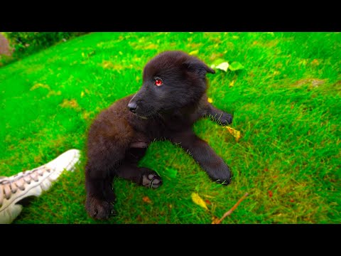 PUPPY WELCOME TO THE MONSTER GANG!