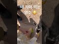 내 치마먹는 염소 🐐/ The goat that eats my skirt