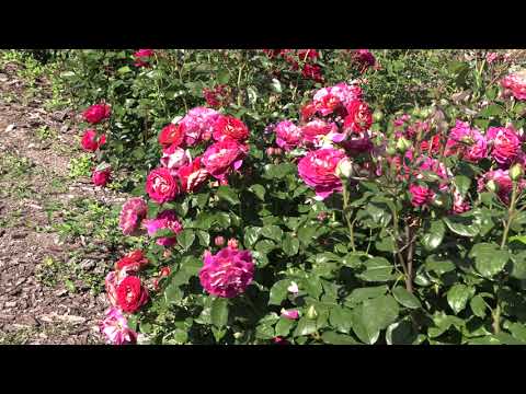 Розы Купить В Питомниках Московской Области