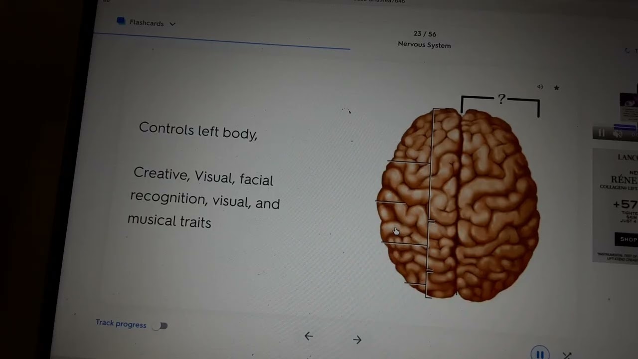 nervous system quizlet flash cards 2