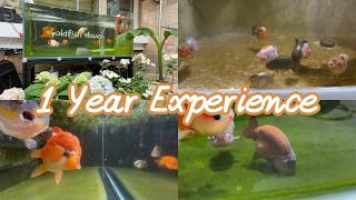 Goldfish Care Through the Seasons | My 1-Year Ranchu Experience