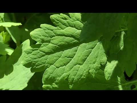 download lagu mp3 mp4 Chelidonium Majus Plant, download lagu Chelidonium Majus Plant gratis, unduh video klip Chelidonium Majus Plant