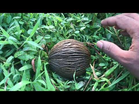 STRANGE ASMR MORNING BEAUTY