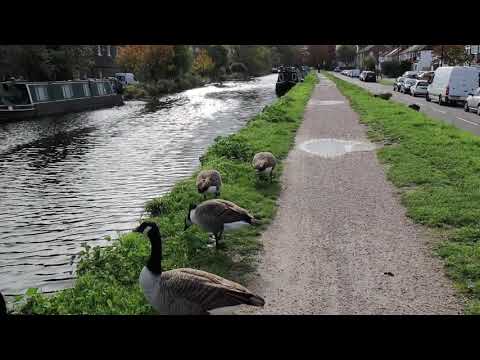 My walk along the River Lea at Enfield Lock_Full HD 1080p_MEDIUM_FR30.mp4