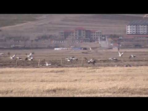 Dezenas de milhares de aves migratórias na primeira pastagem de Keihoku, condado autônomo de Fengning Manchu, província de Hebei