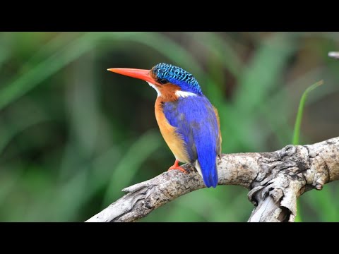 Kingfisher Bird Sound Effect | Bird Singing