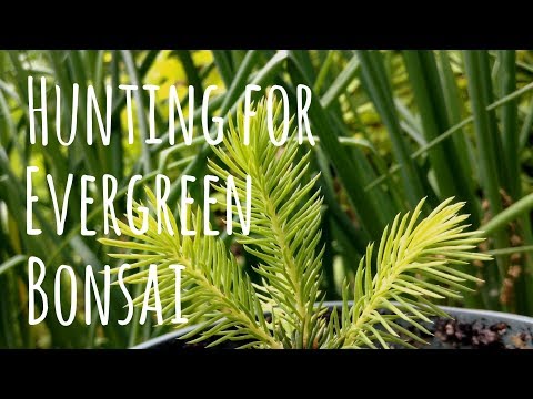 Hunting for Evergreen Bonsai