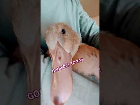 Start your day here🥰 #wellwishesforyou #duckface #ihatchedher #meyeweikeethjoyson