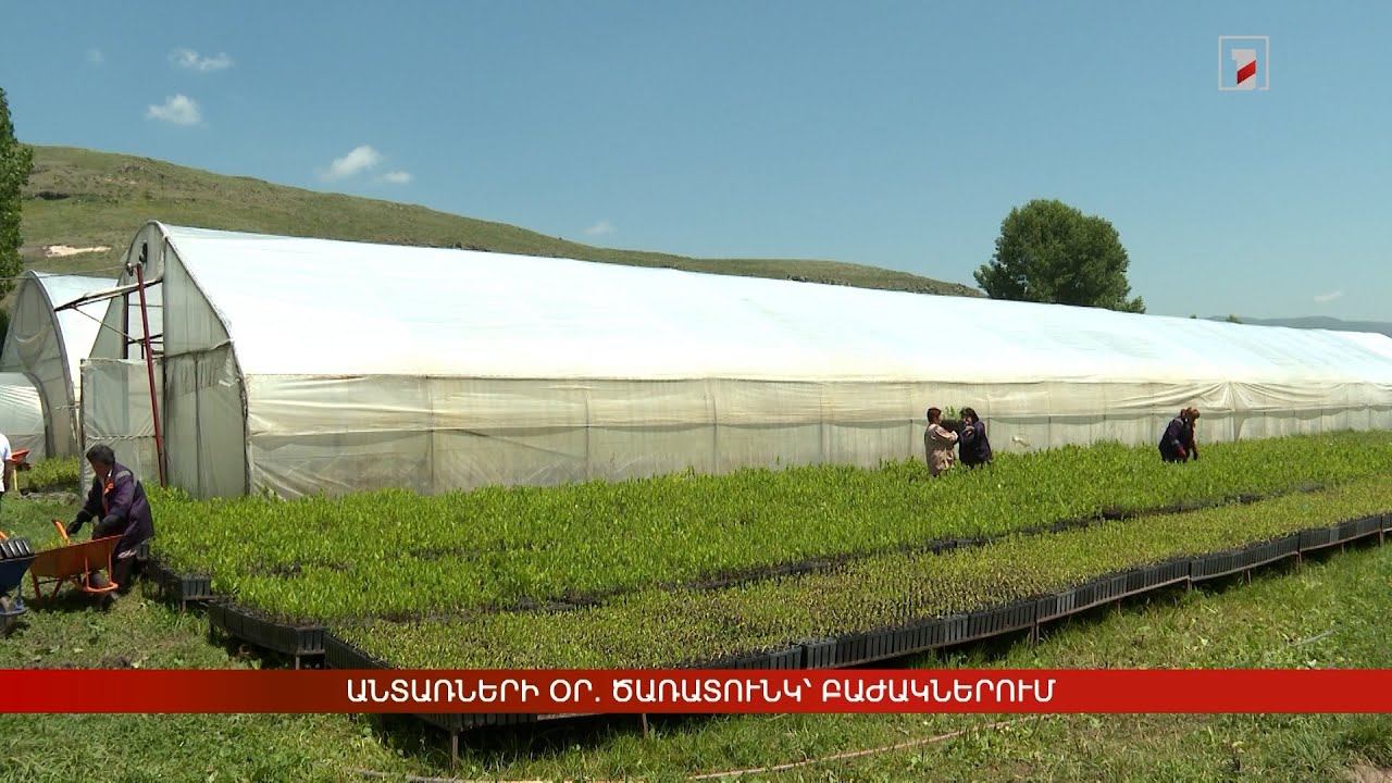 Անտառների օր. ծառատունկ՝ բաժակներում