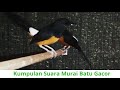 Suara Burung Murai Batu Malaysia