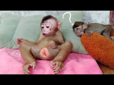 monkey Dan wondered what Libi was doing..