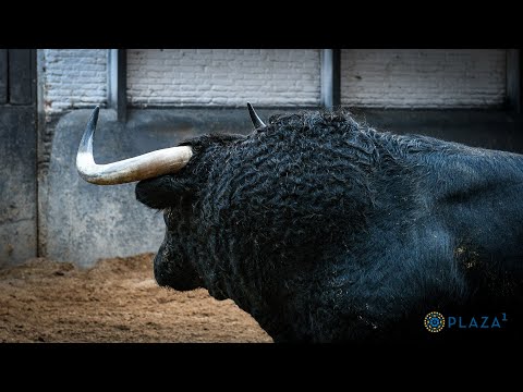 SORTEO | Corrida toros 30 septiembre, Puerto San Lorenzo