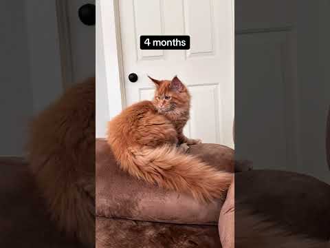 From Kitten to Majestic Maine Coon | Epic Tail Growth at 9 Months!