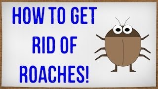 How to Get Rid of Roaches Fast | Getting Rid of Cockroaches in your House without an Exterminator