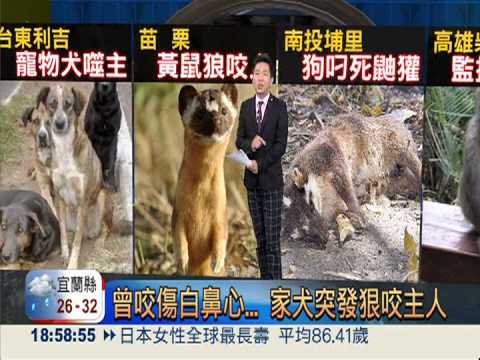曾咬傷白鼻心... 家犬突發狠咬主人