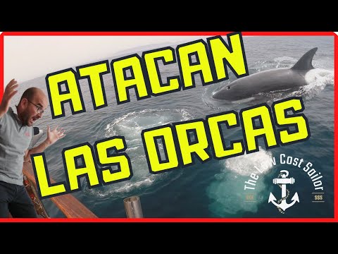 EP40 - Killer whale attacks, ways to scare them away and fortune fixes