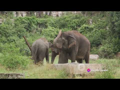 Gajendra : The Wise Elephant's Tale