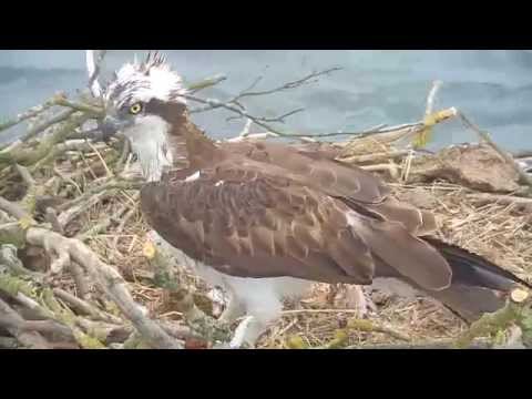 Maya tidies Blue33's jumbled sticks, chases intruders too, Wonderwoman - Rutland Osprey Project