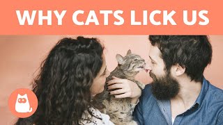 Why does my cat LICK ME? 🐱 - 6 COMMON REASONS