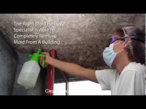 Mold Removal Seattle - (877) 691-2801 - Professional Mold Removal And Mold Remediation